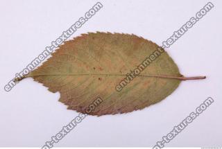 Leaves 0038